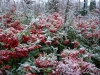 04-pyracantha_coccinea